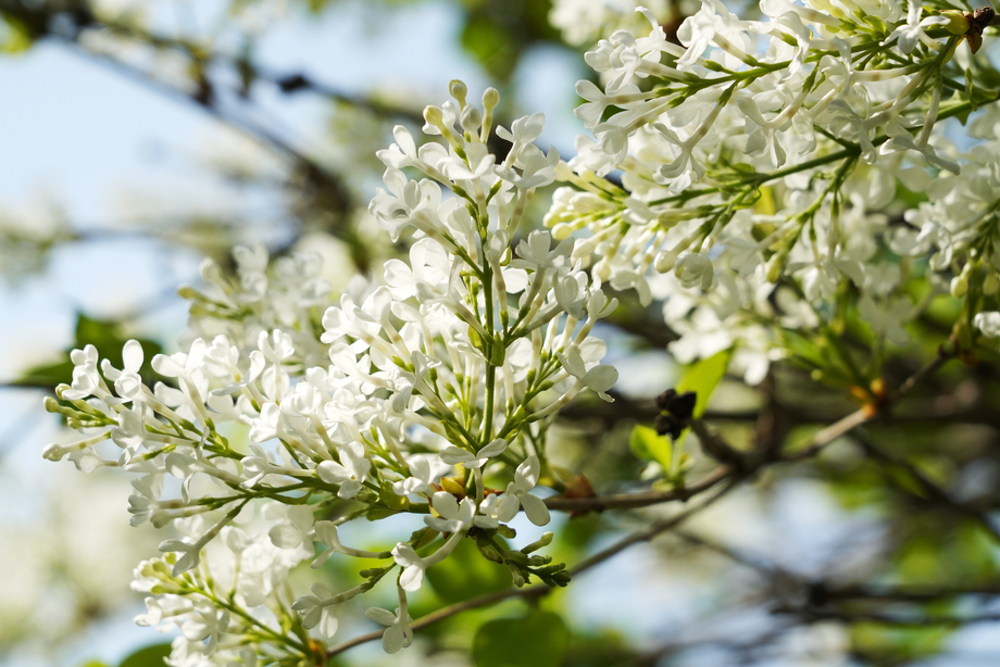 丁香花图片 丁香花图片