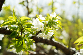 樱桃树图片