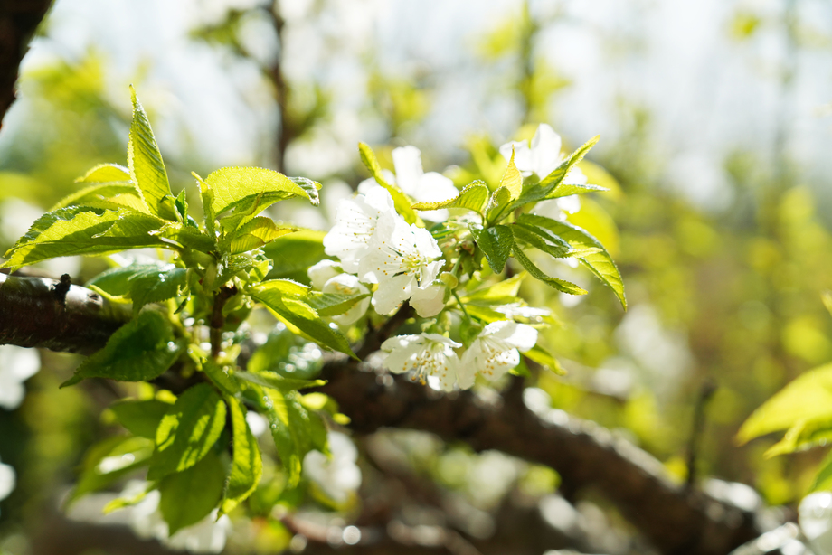 樱桃树图片 樱桃树图片