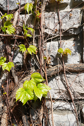 墙壁上的爬山虎