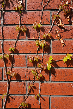 墙壁上的爬山虎图片