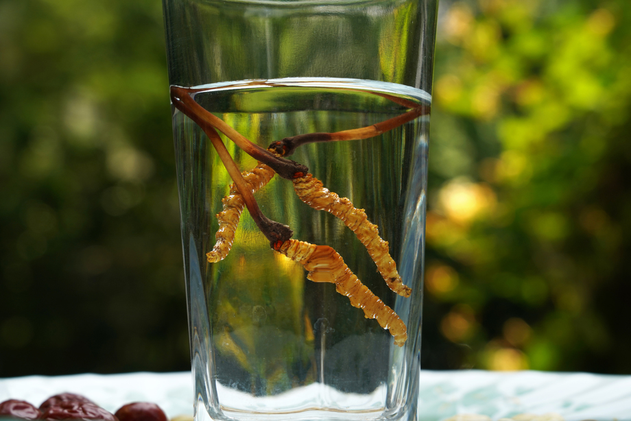 冬虫夏草图片 冬虫夏草图片