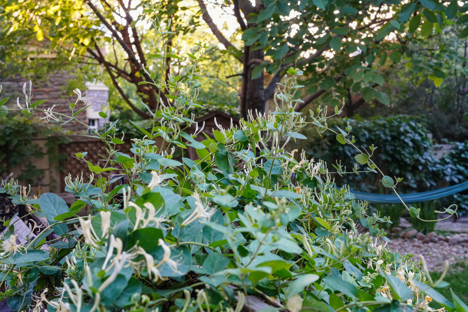 金银花图片 金银花图片