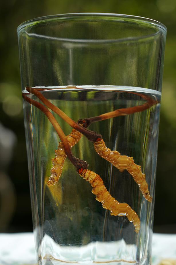 冬虫夏草 冬虫夏草