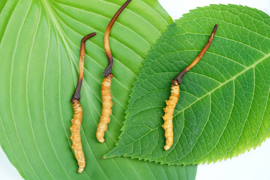 冬虫夏草 冬虫夏草