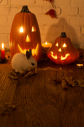南瓜灯照片