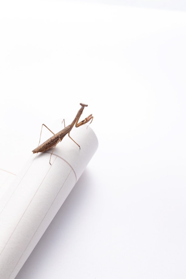 螳螂图片 螳螂图片