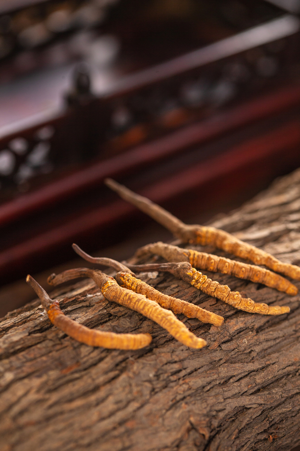 冬虫夏草 冬虫夏草