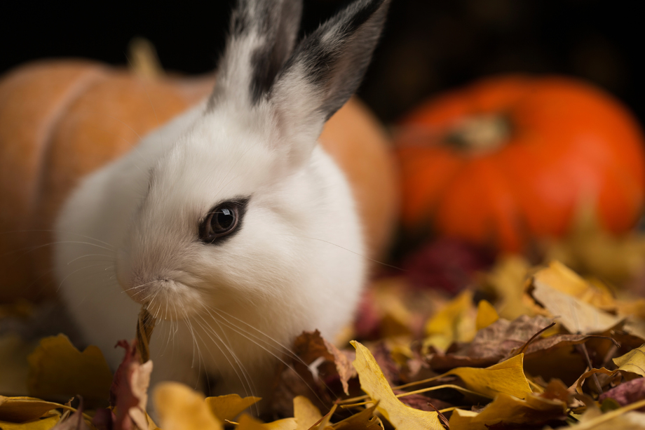 可爱的小兔子 可爱的小兔子