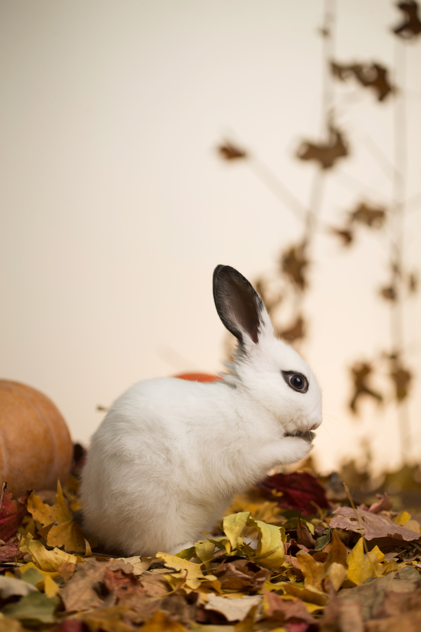 可爱的小兔子 可爱的小兔子