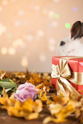 小兔子和礼物图片