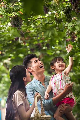 幸福家庭在采摘葡萄图片