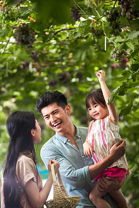 幸福家庭在采摘葡萄图片
