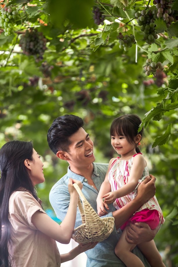 幸福家庭在采摘葡萄图片 幸福家庭在采摘葡萄图片