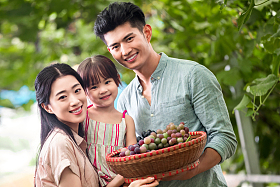 东方家庭采摘葡萄