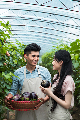 东方夫妻采摘茄子图片