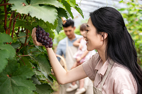 东方家庭在采摘葡萄图片