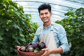 东方青年男人采摘茄子照片