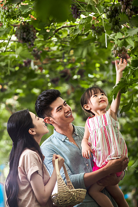 幸福家庭在采摘葡萄图片