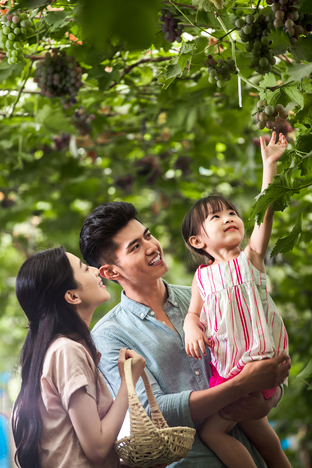 幸福家庭在采摘葡萄图片 幸福家庭在采摘葡萄图片