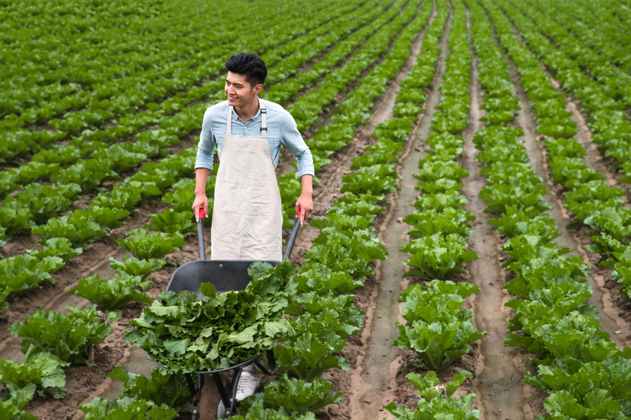 东方青年人采摘蔬菜 东方青年人采摘蔬菜