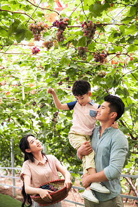 幸福家庭在采摘葡萄照片