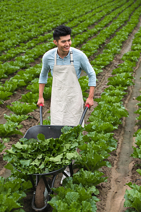 东方青年人采摘蔬菜照片