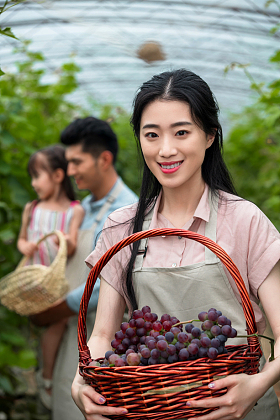 东方家庭采摘葡萄图片