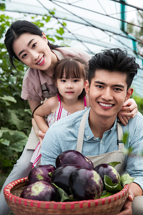 东方家庭采摘茄子图片