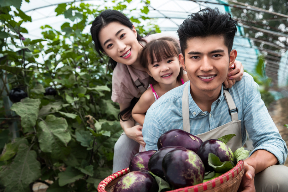 东方家庭采摘茄子 东方家庭采摘茄子