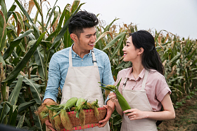 东方夫妇采摘玉米图片