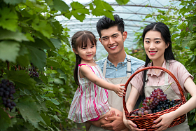 东方家庭采摘葡萄