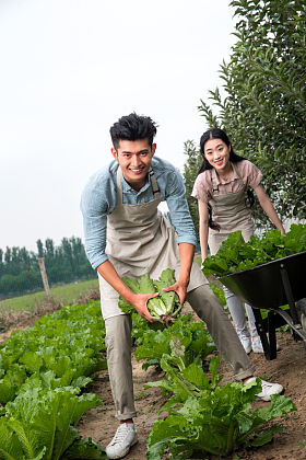 东方夫妇采摘蔬菜图片