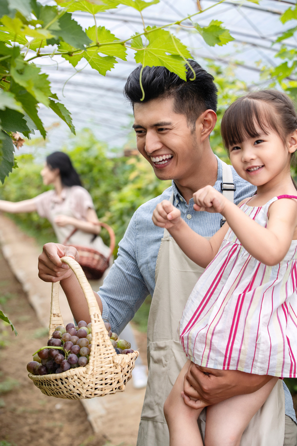 幸福家庭在采摘葡萄 幸福家庭在采摘葡萄