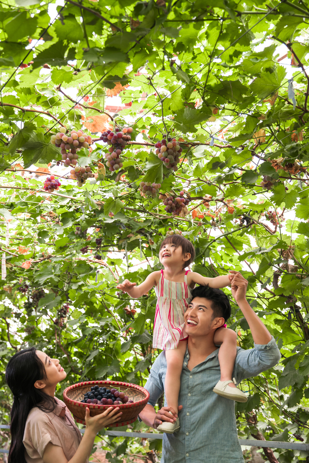 幸福家庭在采摘葡萄图片 幸福家庭在采摘葡萄图片