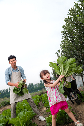 东方三口之家采摘蔬菜