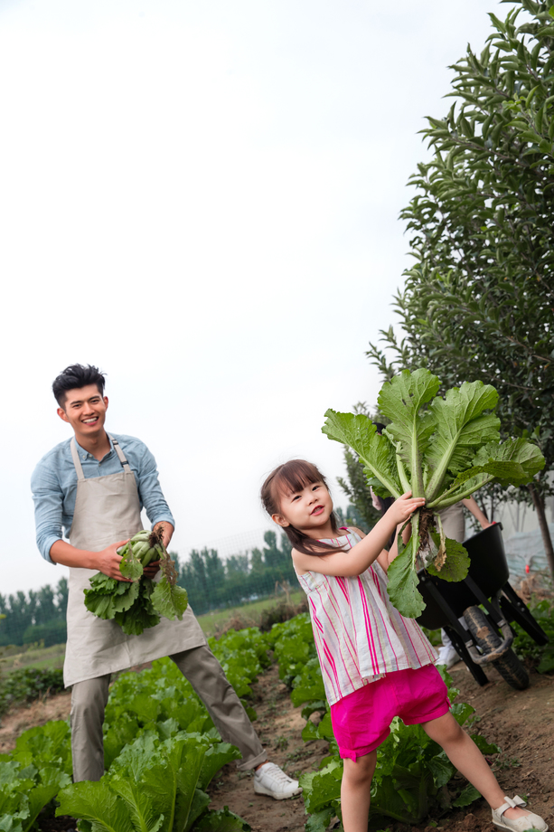 东方三口之家采摘蔬菜