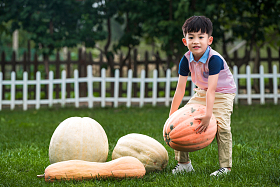 东方儿童搬南瓜