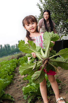 幸福母女采摘蔬菜照片