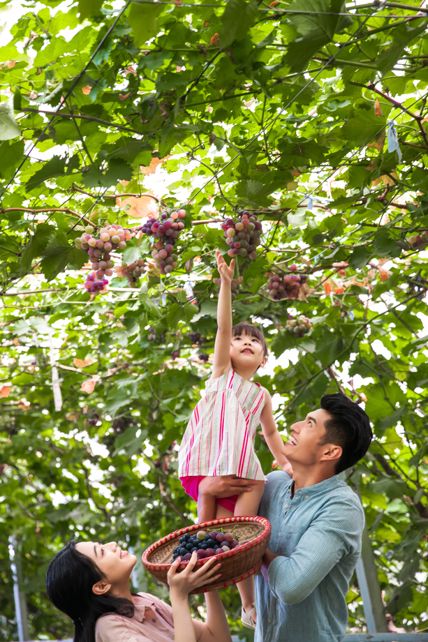 幸福家庭在采摘葡萄 幸福家庭在采摘葡萄