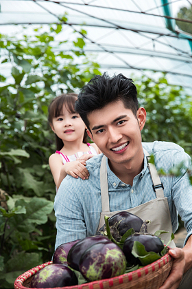 东方父女在采摘茄子图片