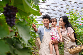 幸福家庭采摘葡萄