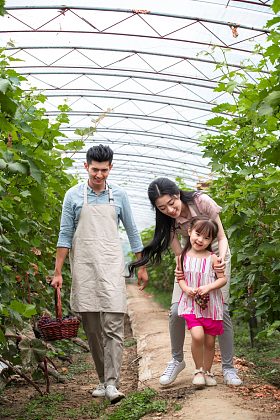 幸福家庭采摘葡萄