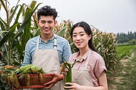 东方夫妇采摘玉米照片