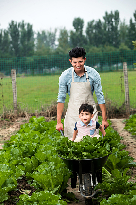 东方父子采摘蔬菜图片