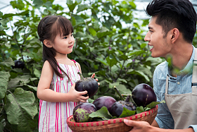 东方父女在采摘茄子图片
