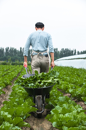 东方青年人采摘蔬菜