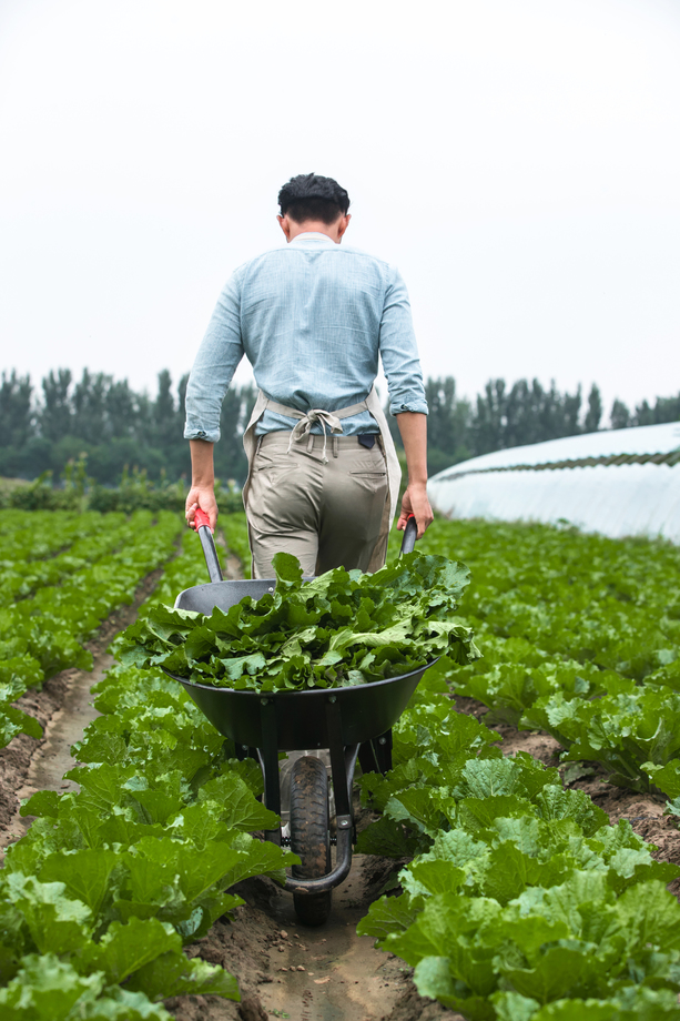 东方青年人采摘蔬菜 东方青年人采摘蔬菜