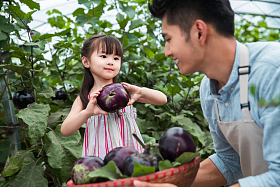 东方父女在采摘茄子