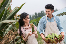 东方夫妇采摘玉米照片